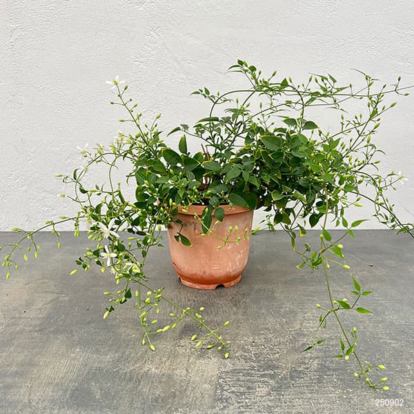 （わけあり特価）クレマチス：センニンソウ（仙人草）5号鉢植え（原種系）
