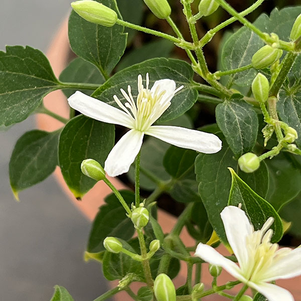 （わけあり特価）クレマチス：センニンソウ（仙人草）5号鉢植え（原種系）