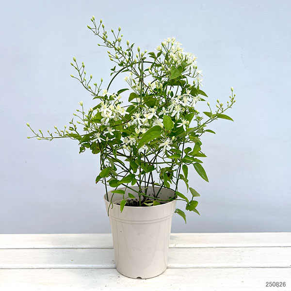 クレマチス:センニンソウ(仙人草)5号鉢植え(原種系)