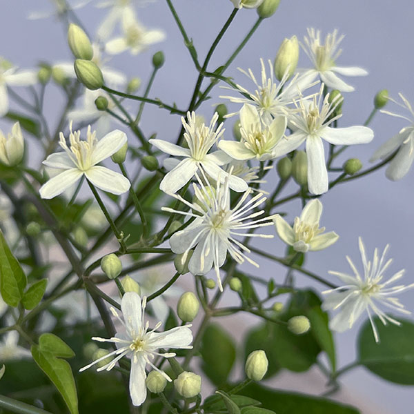 クレマチス:センニンソウ(仙人草)5号鉢植え(原種系)