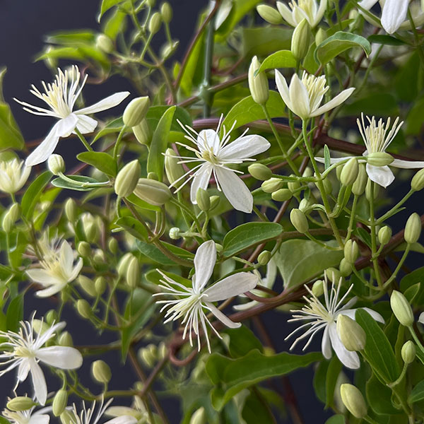 クレマチス:センニンソウ(仙人草)5号鉢植え(原種系)