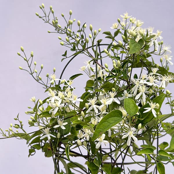 クレマチス:センニンソウ(仙人草)5号鉢植え(原種系)