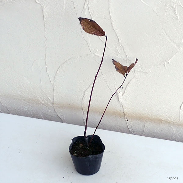 エゾウワミズザクラ(アンニンゴ):コロラータ(桃花)3号ポット