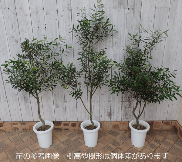 オリーブの木 シプレシーノ 7号 約135cm NO.847 人気品種 現品掲載