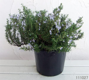 ローズマリー（ほふく性）：ブルーボーイ7号ポット