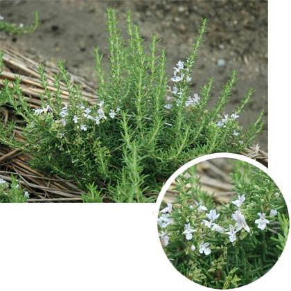 ローズマリー（ほふく性）：ブルーボーイ7号ポット