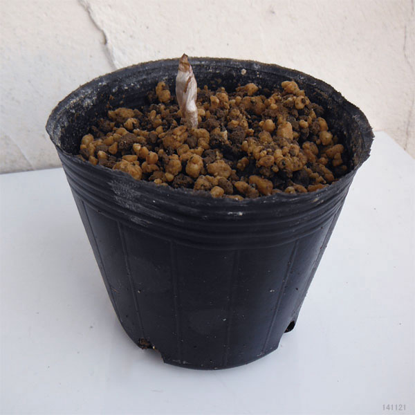 フクジュソウ(福寿草）：日之出（ヒノデ）実生2.5号ポット