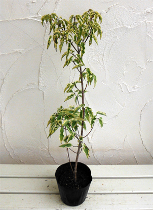 園芸ネット本店｜ヤマボウシ：ウルフアイ4.5～5号ポット の通販【公式】