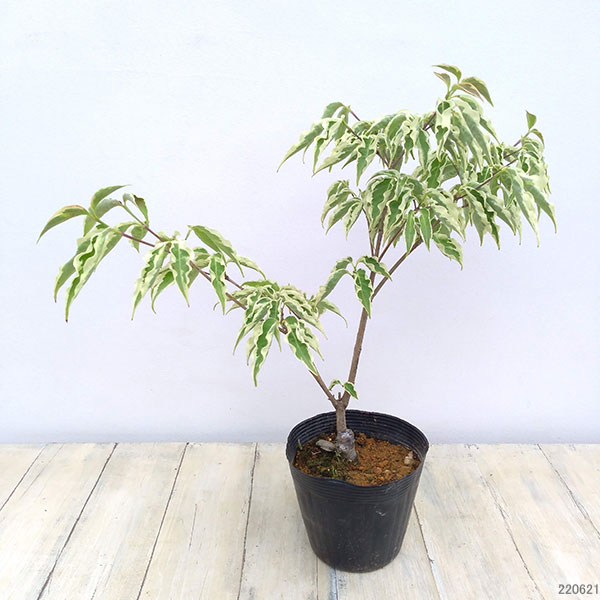 園芸ネット本店｜ヤマボウシ：ウルフアイ4.5～5号ポット の通販【公式】