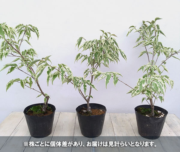 ウルフアイ 大株 【品番3434】 楽天市場】ヤマボウシ 'ウルフ アイ