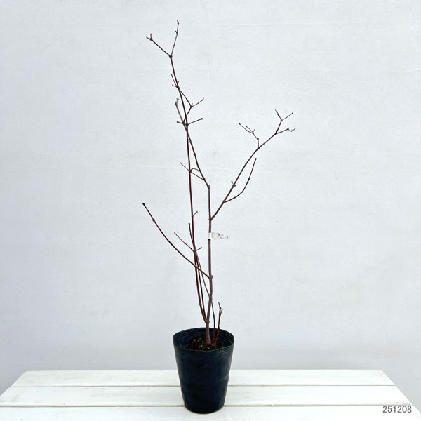 クロバナロウバイ3.5号ポット