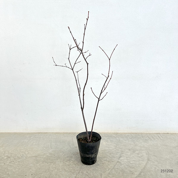 クロバナロウバイ3.5号ポット