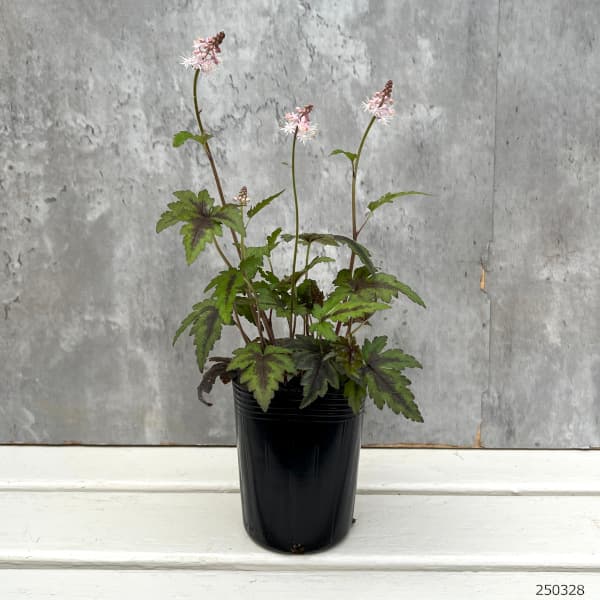 ティアレラ：シュガー＆スパイス3号ポット