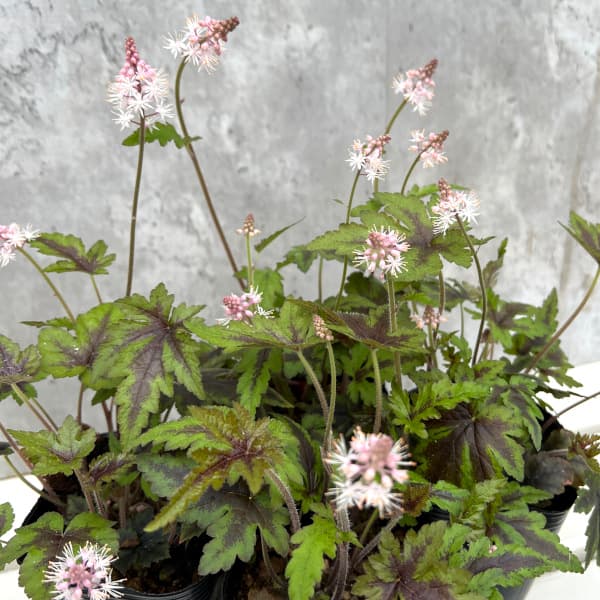 ティアレラ：シュガー＆スパイス3号ポット