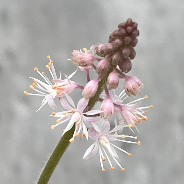 ティアレラ：シュガー＆スパイス3号ポット