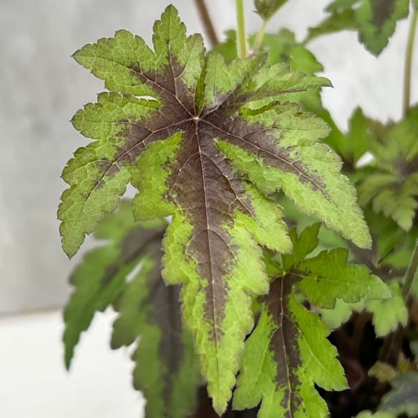 ティアレラ：シュガー＆スパイス3号ポット