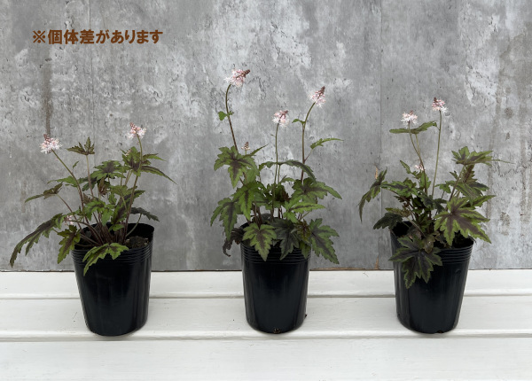 ティアレラ：シュガー＆スパイス3号ポット