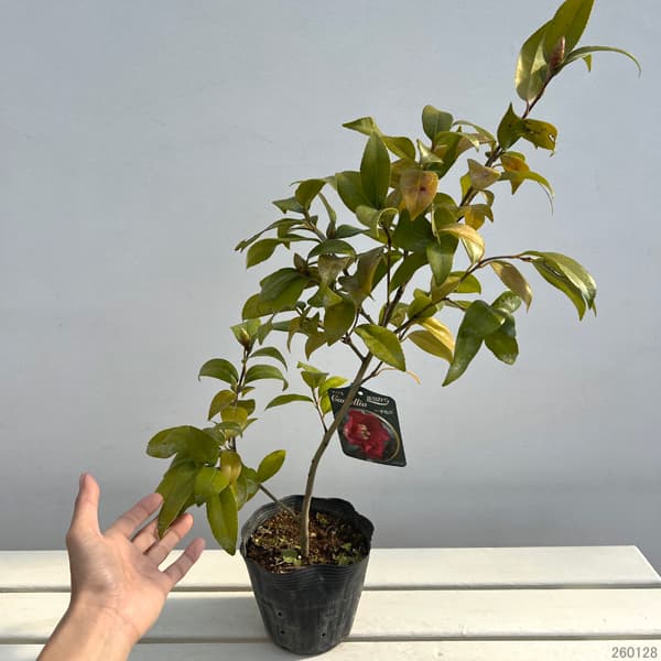 侘助ツバキ(椿):一子侘助4~4.5号ポット