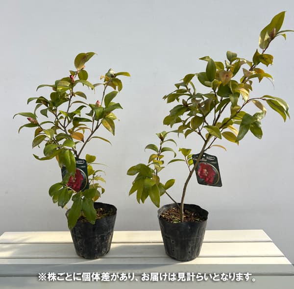 侘助ツバキ(椿):一子侘助4~4.5号ポット