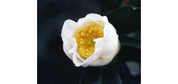 園芸ネット本店｜ツバキ（椿）：加茂本阿弥（かものほんあみ）4号