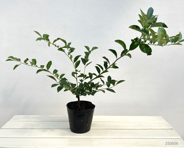 園芸ネット本店｜ブルーベリー（大実ラビットアイ系）：ブライトウェル