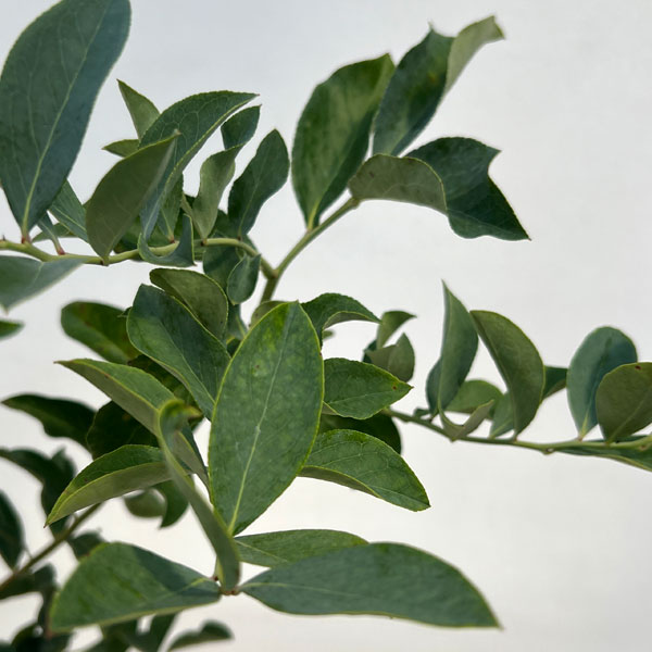 ブルーベリー（大実ラビットアイ系）：ブライトウェル5号ポット＊