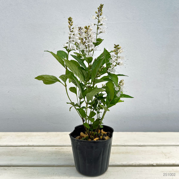 シモバシラ （霜柱）3～3.5号ポット