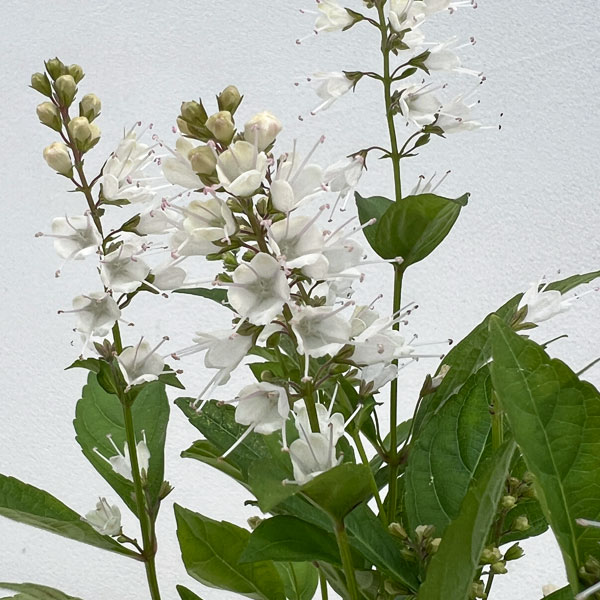 シモバシラ （霜柱）3～3.5号ポット