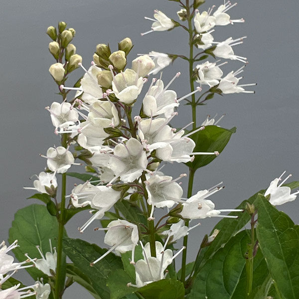 シモバシラ （霜柱）3～3.5号ポット