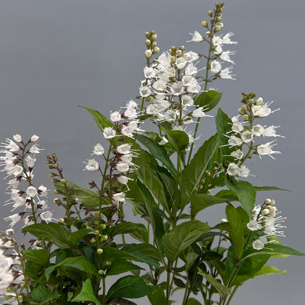 シモバシラ （霜柱）3～3.5号ポット