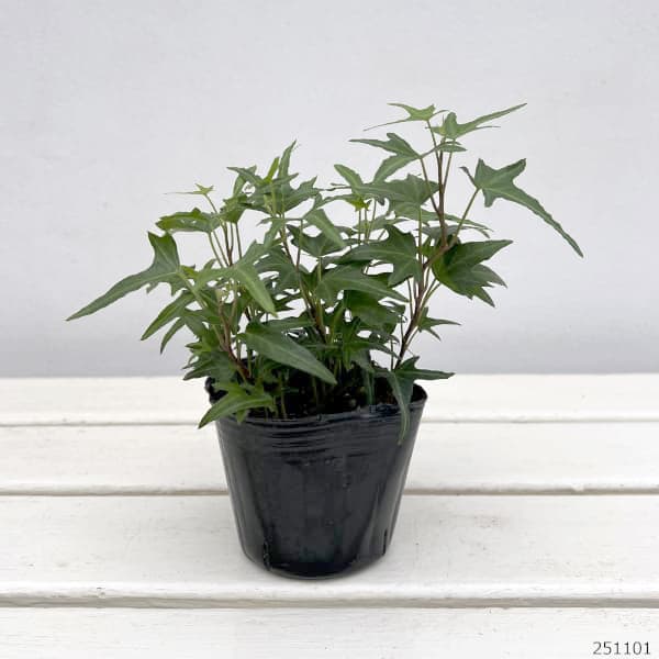 ヘデラ(アイビー):アイリッシュレース3号ポット