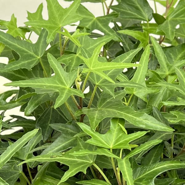 ヘデラ(アイビー):アイリッシュレース3号ポット