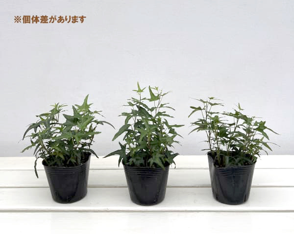 ヘデラ(アイビー):アイリッシュレース3号ポット