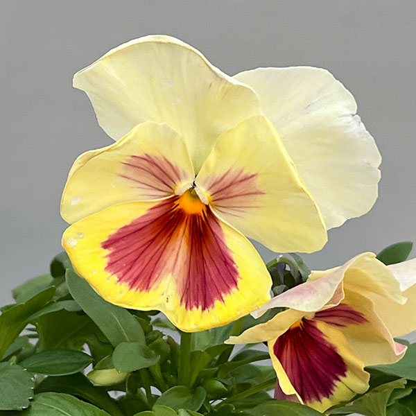 パンジー：マリアレモネード3～3.5号ポット 4株セット
