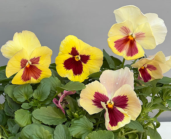 パンジー：マリアレモネード3～3.5号ポット 4株セット