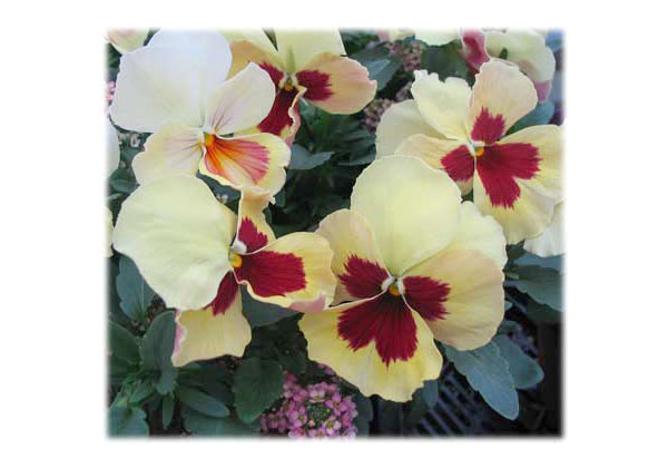 パンジー：マリアレモネード3～3.5号ポット 4株セット