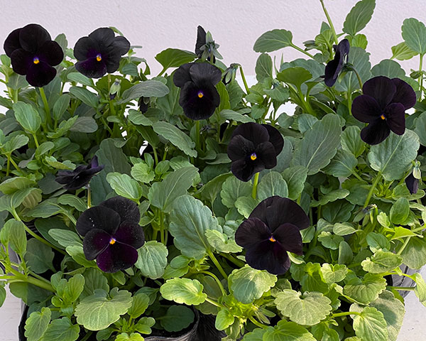 ビオラ：ソルベブラックデライト3号ポット 8株セット