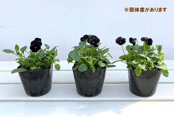 ビオラ：ソルベブラックデライト3号ポット 8株セット