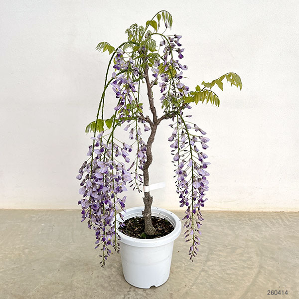 フジ（藤）：長崎一才藤（ナガサキイッサイフジ）6号ポット