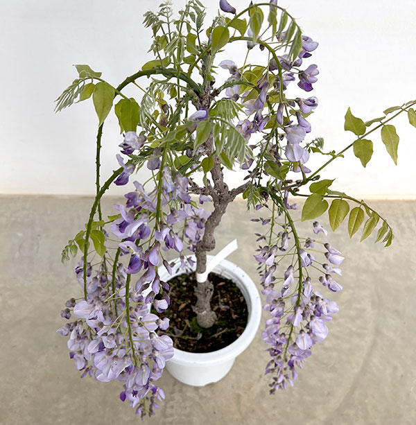 フジ（藤）：長崎一才藤（ナガサキイッサイフジ）6号ポット