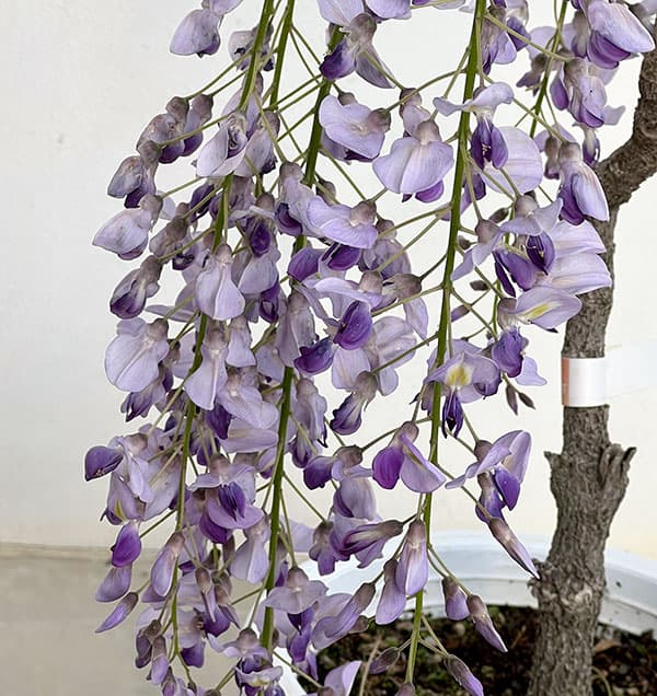 フジ（藤）：長崎一才藤（ナガサキイッサイフジ）6号ポット