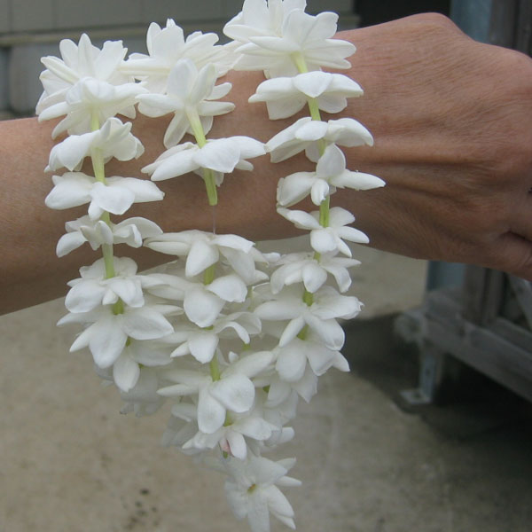 ハワイアンレイフラワー：ホワイトローズピカケ一重咲き5号鉢植え（マツリカ） 3株セット