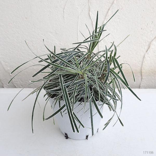 クリスタルグラス（フィッシニア）3号ポット