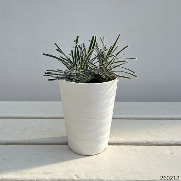 クリスタルグラス（フィッシニア）3号ポット