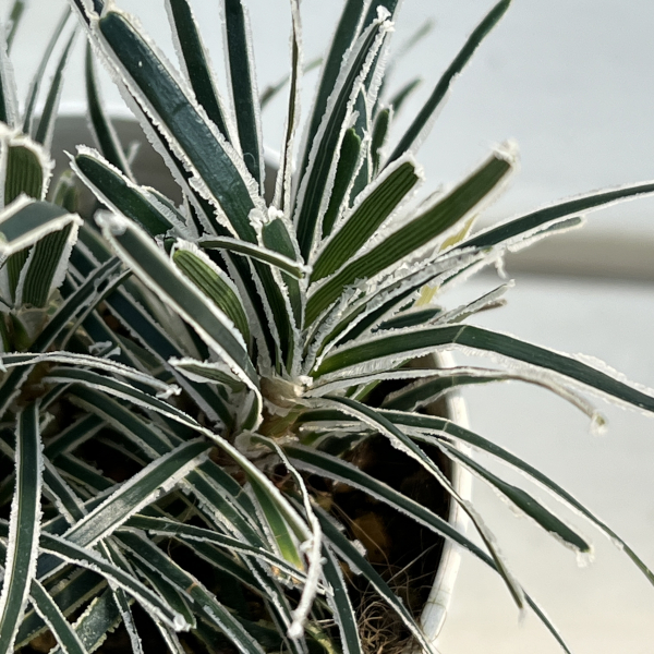 クリスタルグラス（フィッシニア）3号ポット