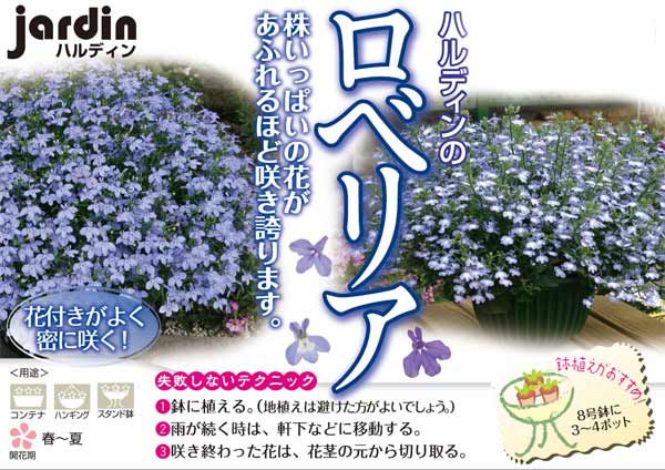 ロベリア:ホットアーティック8号スタンド鉢植え
