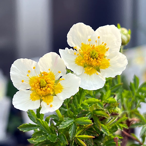 チングルマ3号ポット