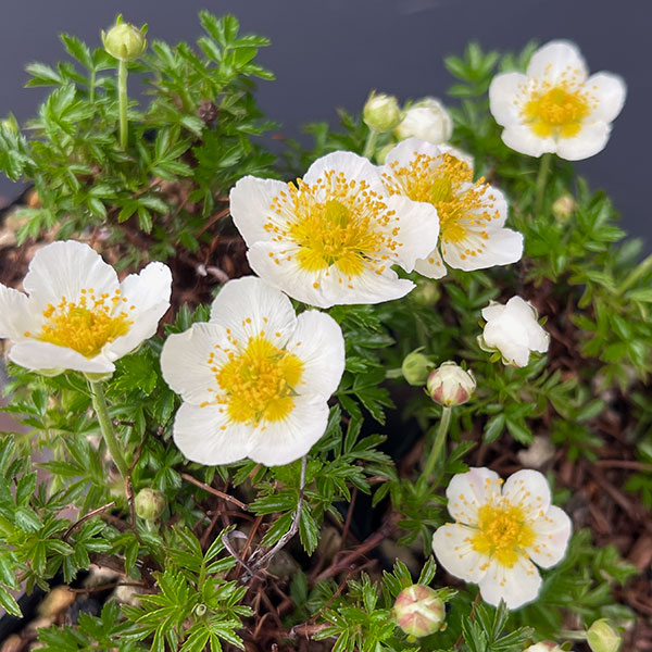 チングルマ3号ポット