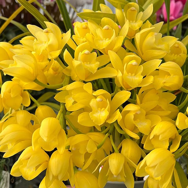 シンビジウム：ヤマナシリバディー　ピュアムーン3本立ち　5.5号鉢　アーチ仕立て