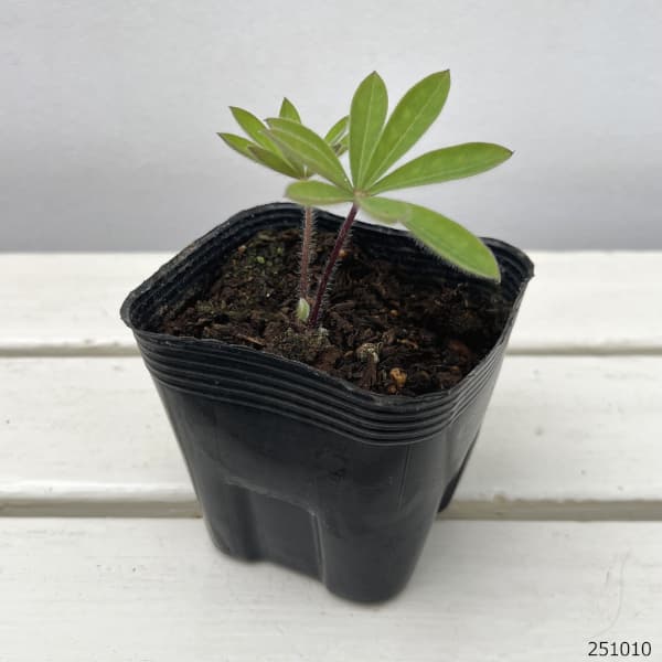 宿根ルピナス：レッド3.5号ポット3株セット